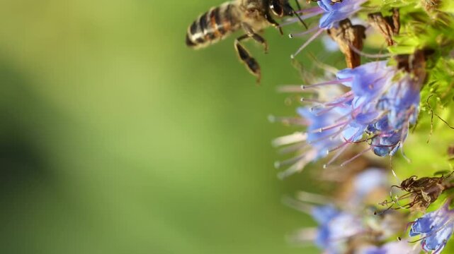 Honey work bees collect pollen with small flowers, Close-up, slow motion 4K