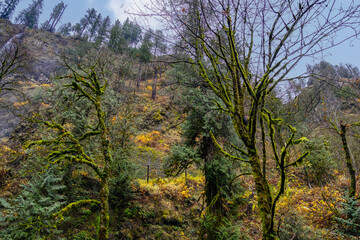 Obraz premium Multnomah Falls Landscape in Late Autumn
