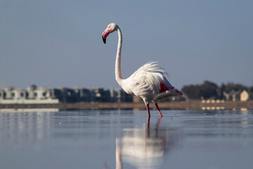 African wild birds. Lone great flamingo on the blue lagoon in the morning