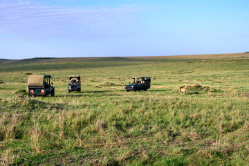 Safari vehicles on game drive on the savanna watching lions in the Maasai Mara National Reserve, African wildlife adventure safari in Kenya
