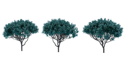 Texas sage flower bush on transparent background png. 3D rendering