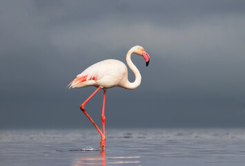 African wild birds. Lone great flamingo on the blue lagoon in the morning