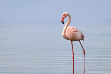 Obraz premium Wild African birds. A lone great African flamingo on a blue lagoon against a bright sky background