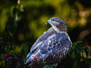 Portrait of a Red-tailed Hawk