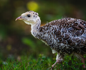 Closeup portrait of a young Turkey