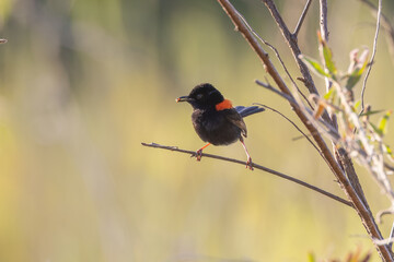 a male red-backed fairywren perching on a dry bush at tyto wetlands in ingham of nth qld, australia