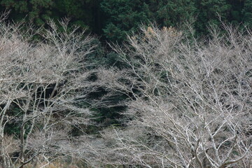 冬の白い桜の枝