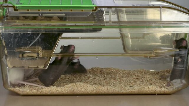 Black and white mice in cage 4K 