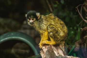 Monkey close up sitting at zoo