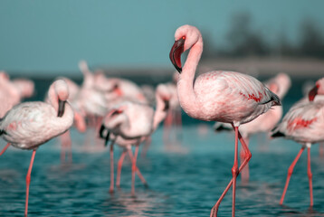 African wild birds. A flock of pink flamingos on the blue lagoon against the bright sky