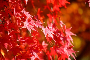 鮮やかに紅葉した葉っぱ