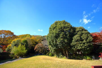 晴れ渡る秋空と森林と芝生