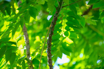 Leaves on the star gooseberry tree