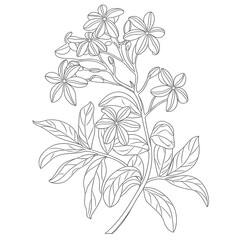 lily flower isolated on white