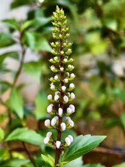 orthosiphon aristatus flower in the morning