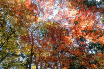 紅葉最盛期の成田山新勝寺
