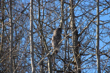 Owl In The Tree