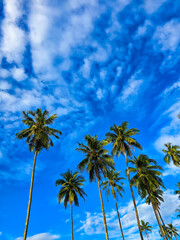 Towering palm trees reach towards a vibrant blue sky, dotted with fluffy white clouds. The tropical atmosphere of Koh Kood invites relaxation and peace, embodying paradise in Thailand.