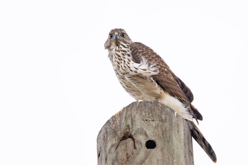 Cooper's hawk (Astur cooperii), young, in Sarasota, Florida