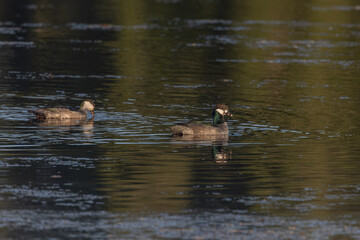 a pair of green pygmy-goose swimming on a pond at tyro wetlands at ingham of qld, australia