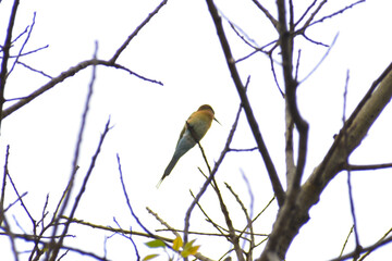 bird on a branch