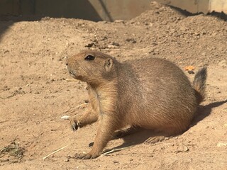 prairie dog eating