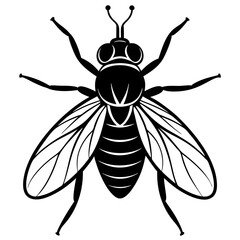  Fly vector