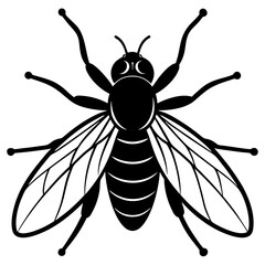  Fly vector