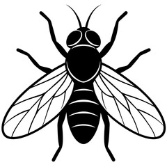  Fly vector