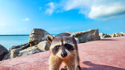 Close Up of a raccoon looking frontally at the camera at the Tampico dock.