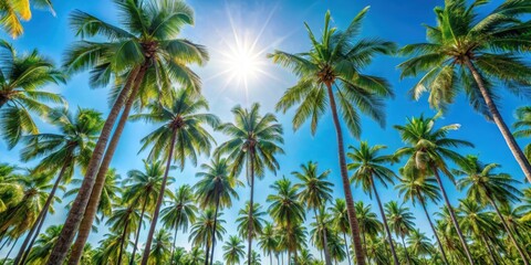 Full frame shot of tall coconut trees under bright sunlight against a clear blue sky, coconut trees, sunlight, bright sky