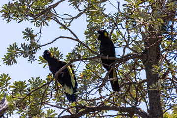 Yellow tailed black cockatoos
