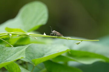 Leptocorisa acuta is a species of rice bug belonging to the family Coreidae (leaf-footed bugs). It is commonly found in rice fields across Southeast Asia, South Asia, and other tropical regions. 