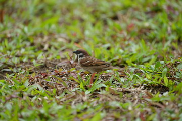 The Eurasian tree sparrow (Passer montanus) is a passerine bird in the sparrow family with a rich chestnut crown and nape and a black patch on each pure white cheek. 
