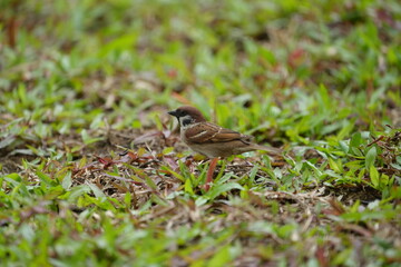 The Eurasian tree sparrow (Passer montanus) is a passerine bird in the sparrow family with a rich chestnut crown and nape and a black patch on each pure white cheek. 
