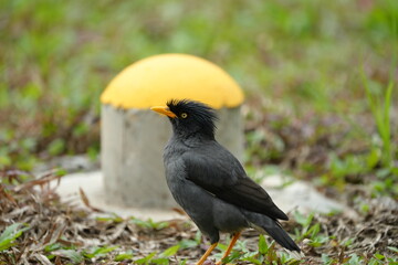 The Javan Myna (Acridotheres javanicus) is a highly adaptable and intelligent bird native to Southeast Asia. It is part of the starling family (Sturnidae) 