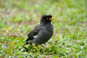 The Javan Myna (Acridotheres javanicus) is a highly adaptable and intelligent bird native to Southeast Asia. It is part of the starling family (Sturnidae) 