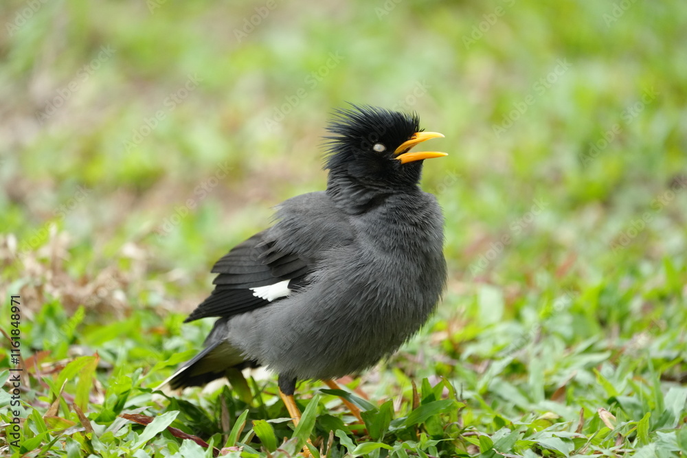 Wall mural The Javan Myna (Acridotheres javanicus) is a highly adaptable and intelligent bird native to Southeast Asia. It is part of the starling family (Sturnidae) 