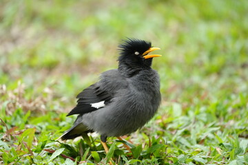 The Javan Myna (Acridotheres javanicus) is a highly adaptable and intelligent bird native to Southeast Asia. It is part of the starling family (Sturnidae) 