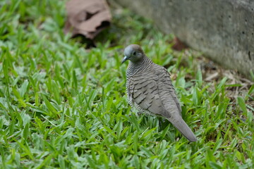 The Zebra Dove (Geopelia striata) is a small, attractive dove species known for its distinctive plumage, peaceful nature, and adaptability to urban environments. 