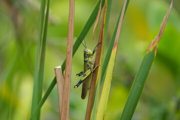 The Large Marsh Grasshopper (Stenobothrus rugosus) is a species of grasshopper typically found in wetland areas, including marshes, grassy meadows, and damp fields.