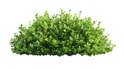 Naklejka premium Green bush transparent background