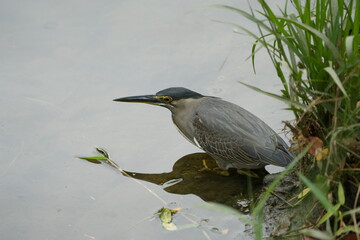 The Night Heron is a type of heron known for its nocturnal feeding habits and distinctive appearance. There are two main species of night herons: the Black-crowned Night Heron (Nycticorax nycticorax) 