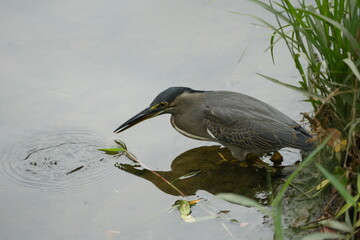 The Night Heron is a type of heron known for its nocturnal feeding habits and distinctive appearance. There are two main species of night herons: the Black-crowned Night Heron (Nycticorax nycticorax) 