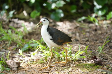 The White-breasted Waterhen (Amaurornis phoenicurus) is a bird species belonging to the Rallidae family, commonly known as the waterhen or swamp hen. 