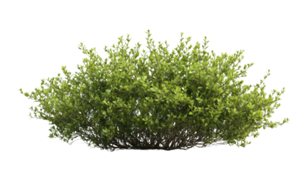 Green bush transparent background