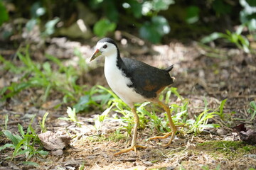 The White-breasted Waterhen (Amaurornis phoenicurus) is a bird species belonging to the Rallidae family, commonly known as the waterhen or swamp hen. 