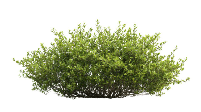 Green bush transparent background