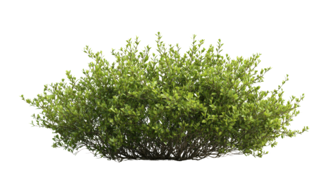 Green bush transparent background