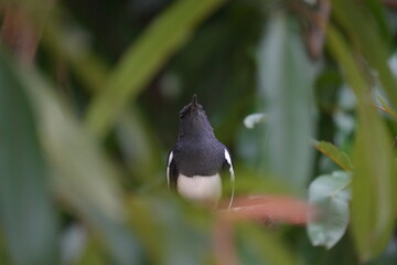 The Oriental Magpie Robin (Copsychus saularis) is a small, attractive songbird found across South and Southeast Asia. It is a member of the Musciapidae family